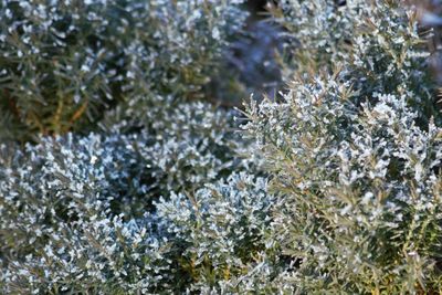 Close-up of frozen plants