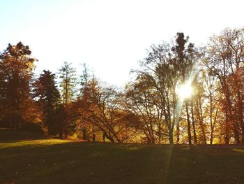 Sun shining through trees on field