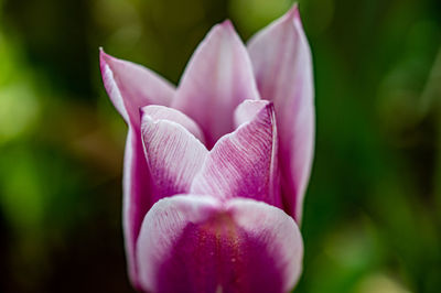 Close-up of pink water lily