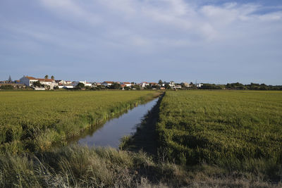 Scenic view of agricultural field against sky