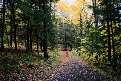 Man walking on footpath in forest