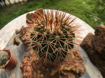 Close-up of cactus