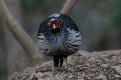 Close-up of a bird