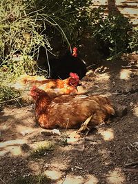 Birds in farm