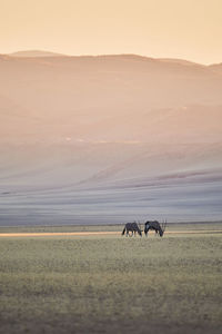 View of two horses on land