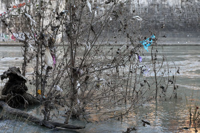 Bare tree by lake during winter