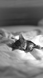 Close-up of cat lying on bed