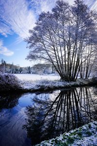 Reflection of trees in lake against sky during winter