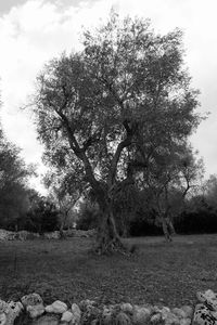 Trees on field against sky