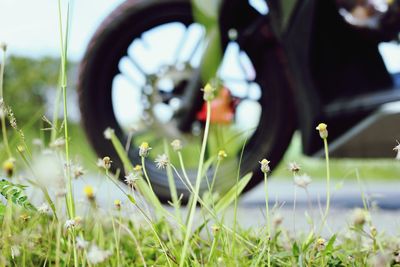 Close-up of flowering plants on field