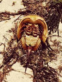 High angle view of animal on beach