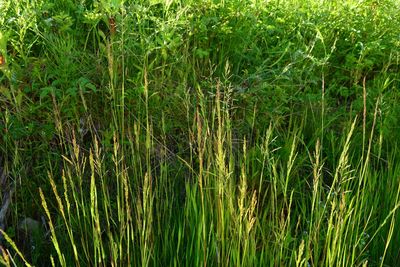 Full frame shot of bamboo on field