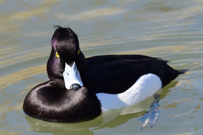 Portrait of a male tufted duck swimming in the water