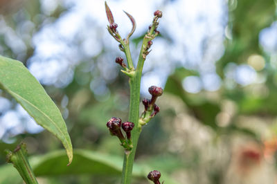 Close-up of fruits on tree