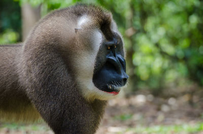 Close-up portrait of monkey