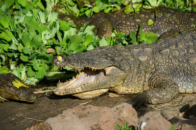 Close-up of lizard on rock in water