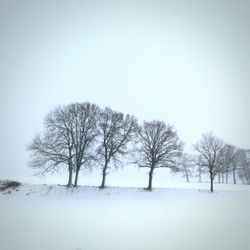 Bare trees on snow covered field