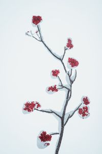 Close-up of red berries on plant during winter