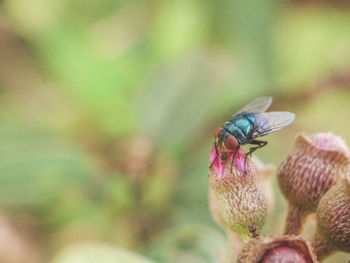 Close-up of insect on flower