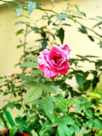 Close-up of pink rose blooming outdoors
