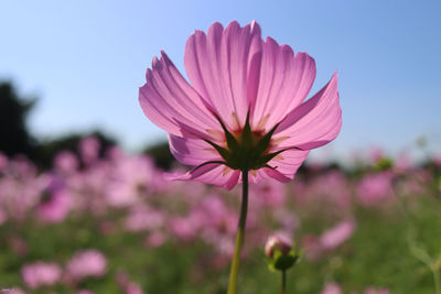 Close-up of pink cosmos flower against sky