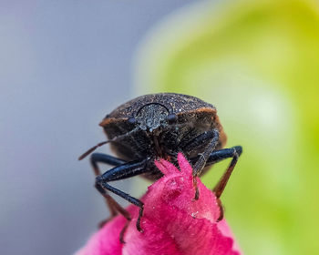 Close-up of insect on flower