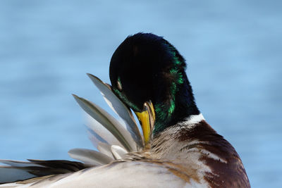 Close-up of a bird against the sky