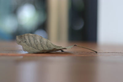 Close-up of dry leaf on floor