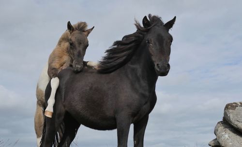 View of a wild horse