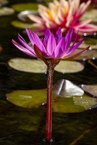 Close-up of water lily in lake