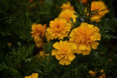 Close-up of yellow flowering plant