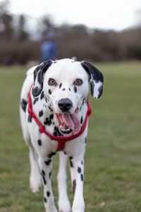 Portrait of dog on field