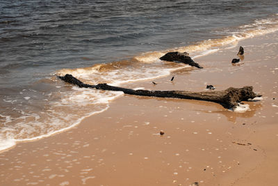 High angle view of driftwood on beach