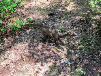 High angle view of lizard on field