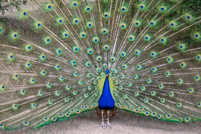 Full frame shot of peacock