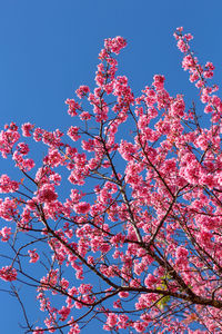 Low angle view of cherry blossoms against blue sky