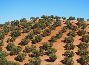 Scenic view of field against clear sky
