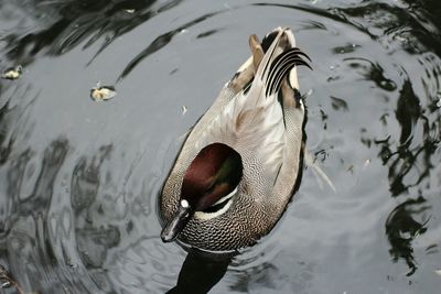 High angle view of turtle swimming in lake