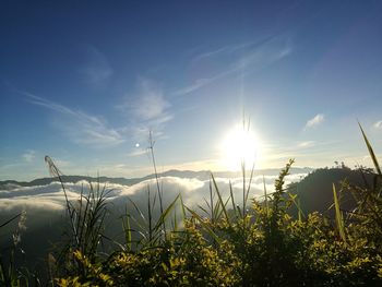 Plants against sky during sunset