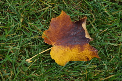 Close-up of dry maple leaf on grassy field