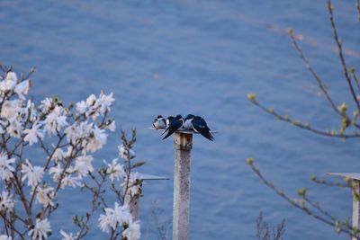Birds perching on pole against sea