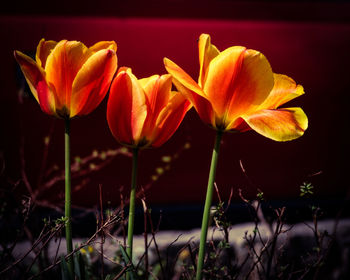 Close-up of yellow flowers blooming outdoors