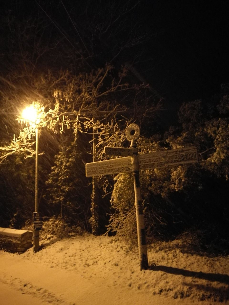 ILLUMINATED TREES AT NIGHT DURING WINTER AT DUSK