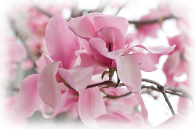 Close-up of pink cherry blossoms