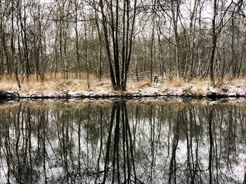 Reflection of bare trees in lake