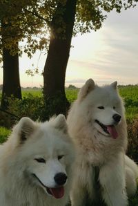 View of two dogs