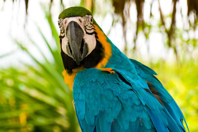 Close-up of a parrot