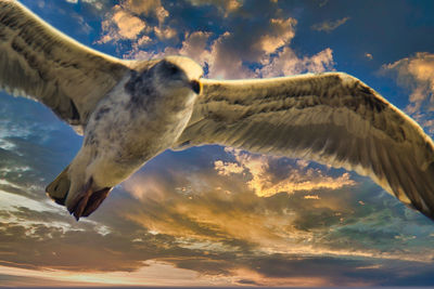 Low angle view of eagle flying against sky
