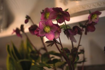 Close-up of pink flowering plant against wall