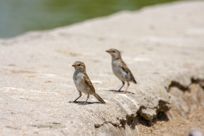 Bird perching on a land